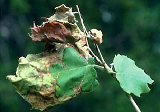 Dogwood+tree+diseases+pictures