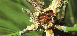 pine tip moth