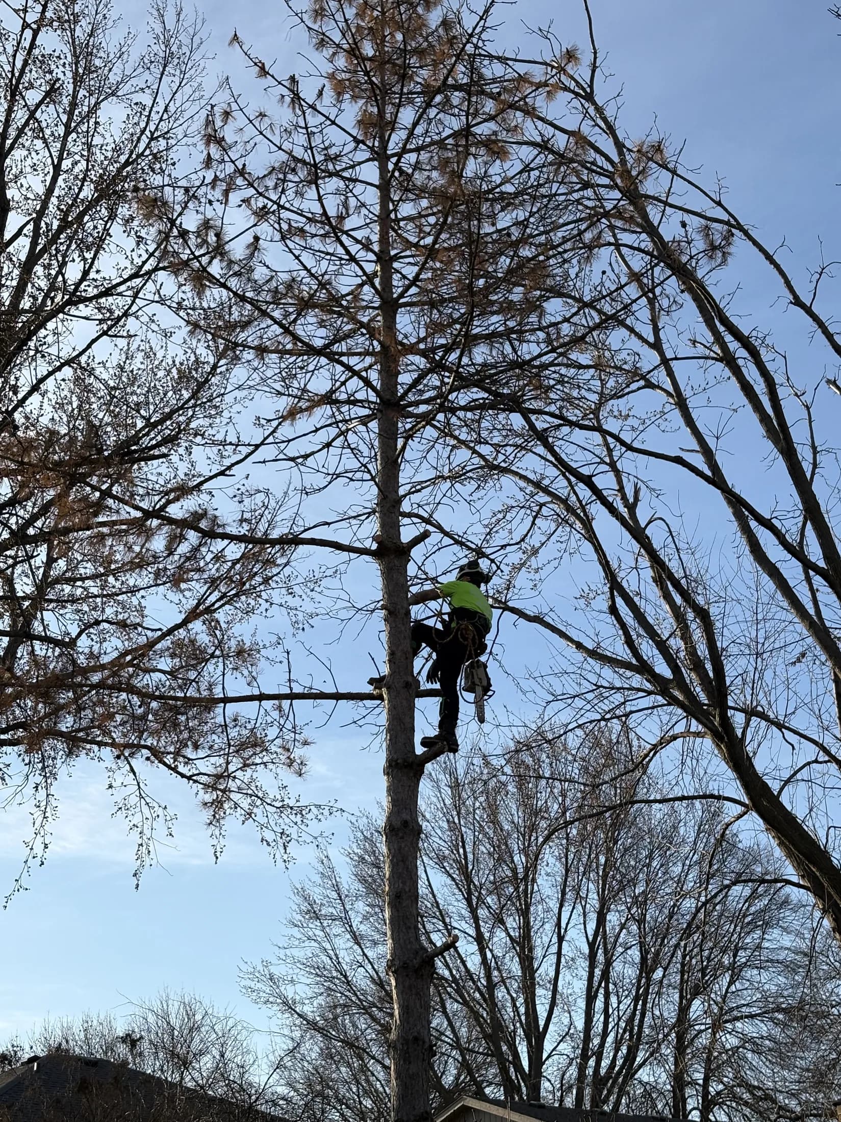 Eden Tree Pros taking down a declining ash tree in the Omaha metro