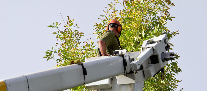 TREE PRUNING AND TRIMMING