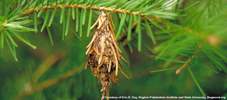 Bagworm Moth