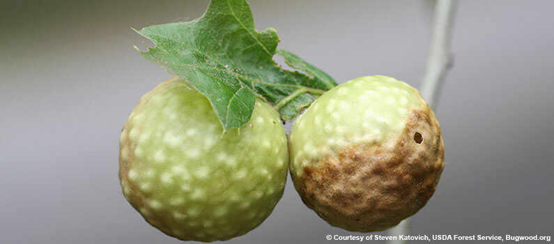 Oak Leaf Gall