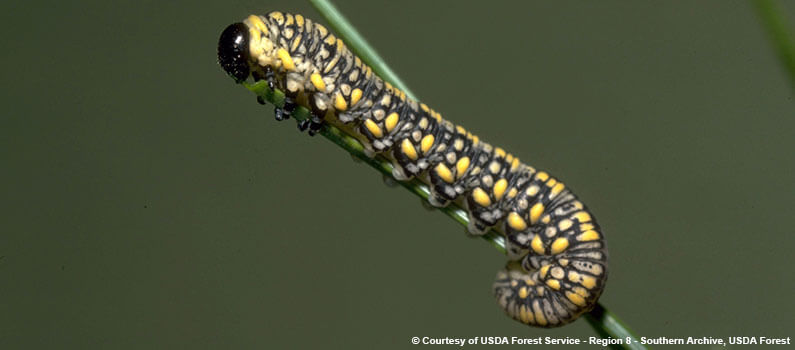 Pine Sawfly