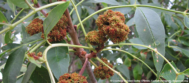 Ash Flower Gall Mite