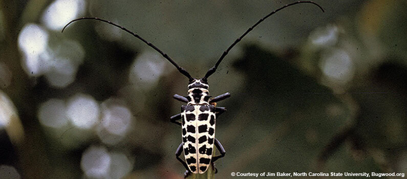 Cottonwood Borer