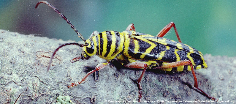 Locust Borer