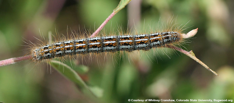 Prairie Tent Caterpillar