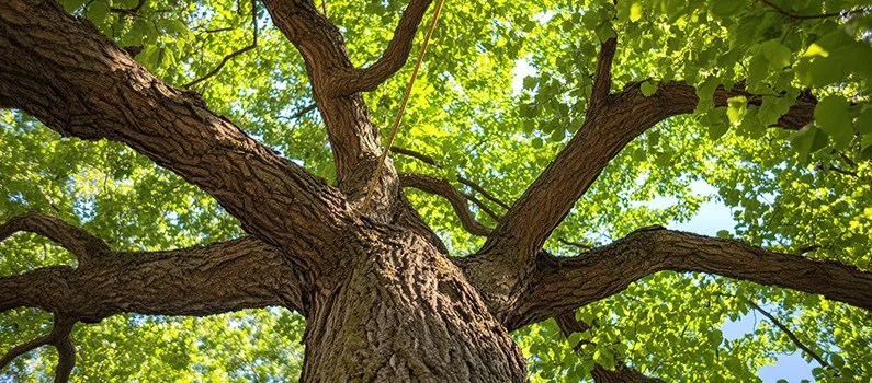 Certified arborists in Omaha, NE at Eden Tree Pros