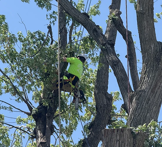 tree removal services omaha, ne