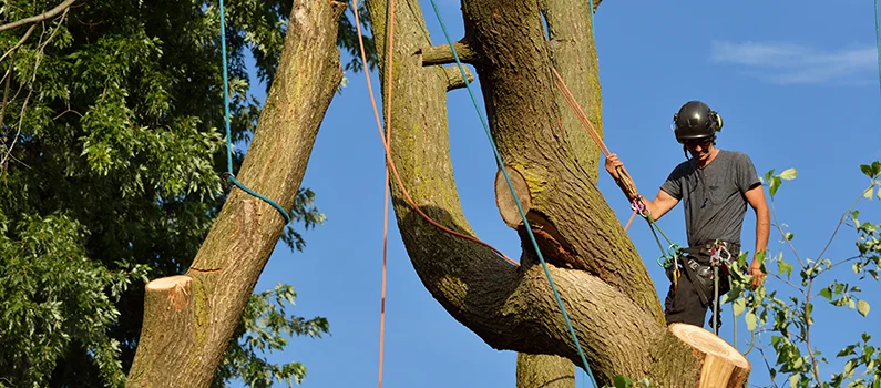 Certified crew performing tree removal Omaha residential property