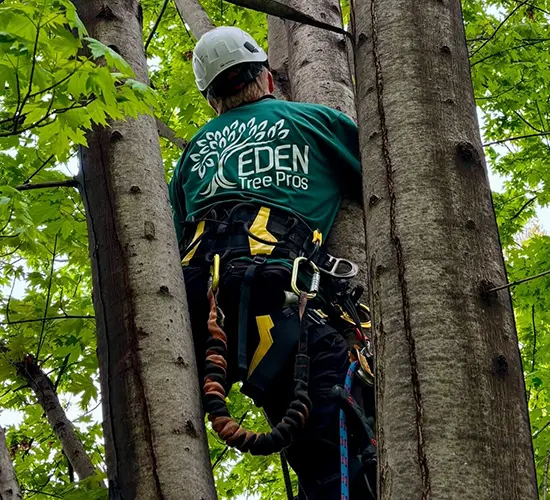 tree trimming services in Omaha, NE, Eden Tree Pros